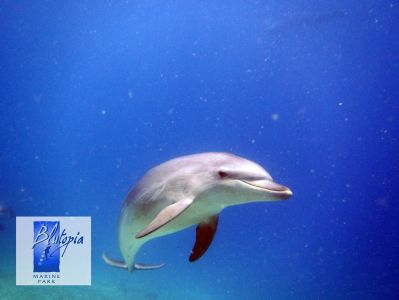 Centro immersioni Blutopia