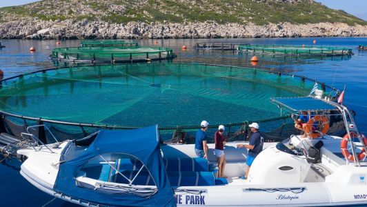 Marine Biology Cruises by Blutopia