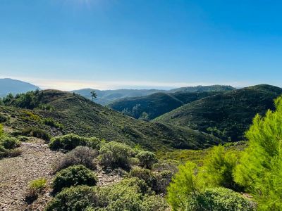 Hicking Glystra - Ipseni