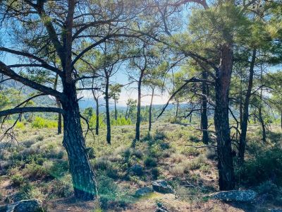 Hicking Glystra - Ipseni