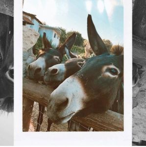 Bee's house Ρόδος