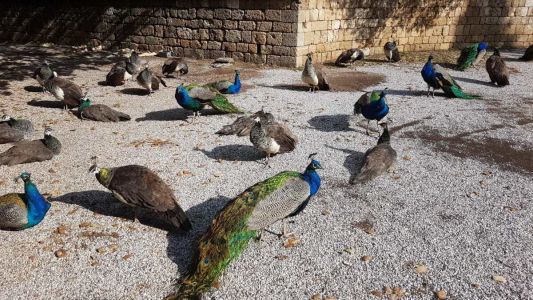 Tour Privato Rodi del Nord