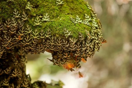 Prywatna Wycieczka Dolina Motyli